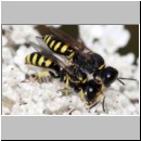 Ectemnius lapidarius - Grabwespe 01a 10-11mm Paarung Teverener Heide.jpg